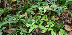 Adiantum latifolium