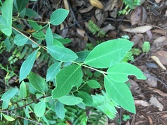 Wikstroemia
