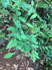 Wikstroemia