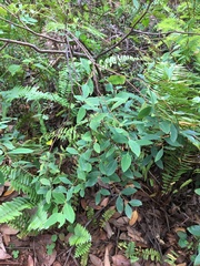 Wikstroemia