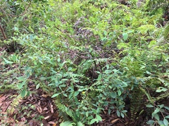 Wikstroemia