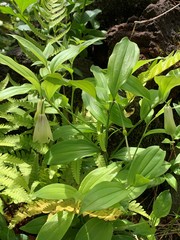 Disporum sessile