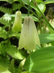 Disporum sessile