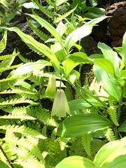 Disporum sessile