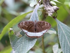 Tanaecia whiteheadi