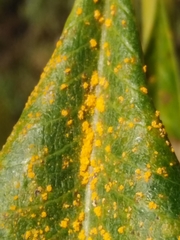 Coleosporium plumeriae