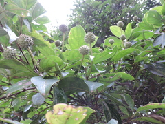 Cornus hongkongensis