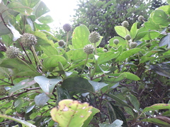 Cornus hongkongensis