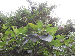 Cornus hongkongensis