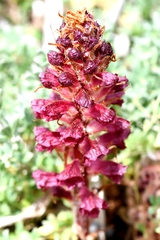 Orobanche sanguinea