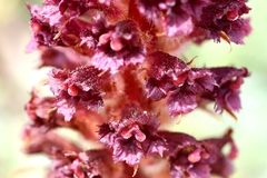 Orobanche sanguinea