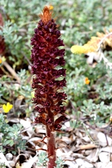 Orobanche sanguinea