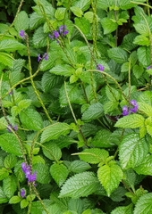 Stachytarpheta urticifolia