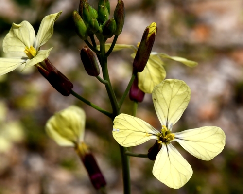 Wild radish