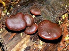 Hypholoma brunneum image