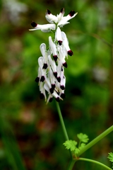 Fumaria capreolata capreolata