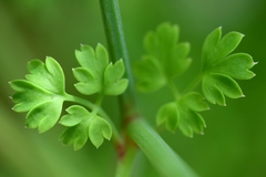 Fumaria capreolata capreolata