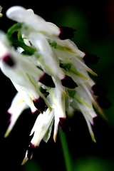 Fumaria capreolata capreolata