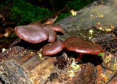 Hypholoma brunneum image