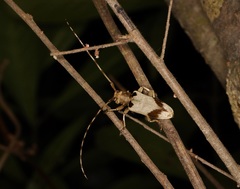 Acalolepta sublusca