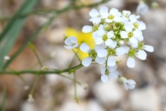 Capsella grandiflora