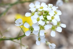 Capsella grandiflora