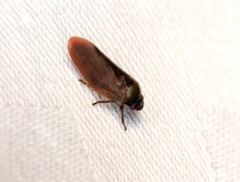 Eoscarta karschi
