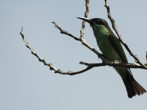 Merops viridis