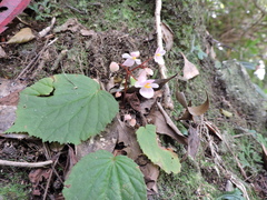Begonia fimbristipula