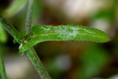 Capsella grandiflora