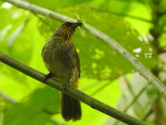 Pycnonotus finlaysoni