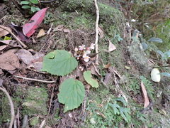 Begonia fimbristipula