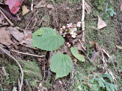Begonia fimbristipula