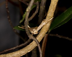 Krananda oliveomarginata