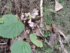 Begonia fimbristipula