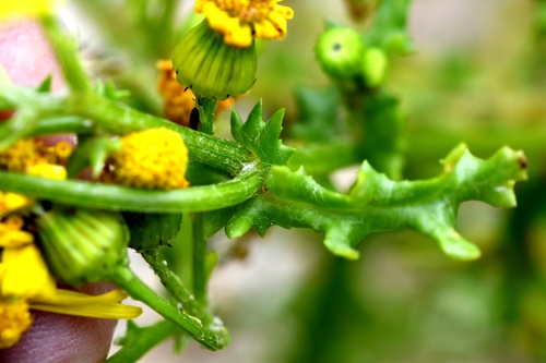 Pavasarinė žilė nuotrauka