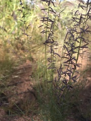 Eragrostis eriopoda