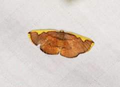 Nothomiza flavicosta