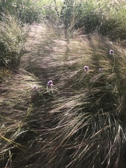 Ptilotus helipteroides