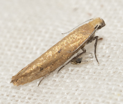 Ypsolopha ochrella