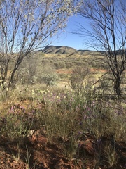 Ptilotus helipteroides