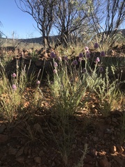 Ptilotus helipteroides