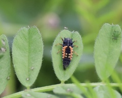 Harmonia axyridis