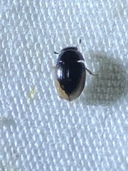 Cercyon praetextatus