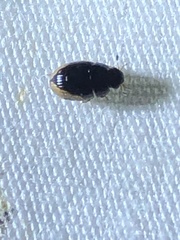 Cercyon praetextatus