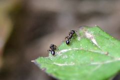 Tetramorium tsushimae