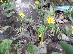 Crepidiastrum denticulatum