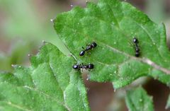Tetramorium tsushimae