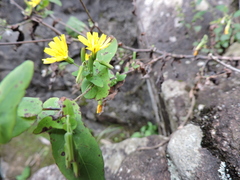 Crepidiastrum denticulatum