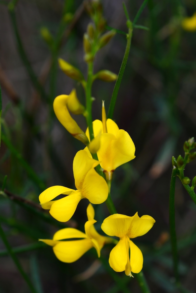 Spanish Brooms (Fabaceae (Pea) of the Pacific Northwest) · iNaturalist